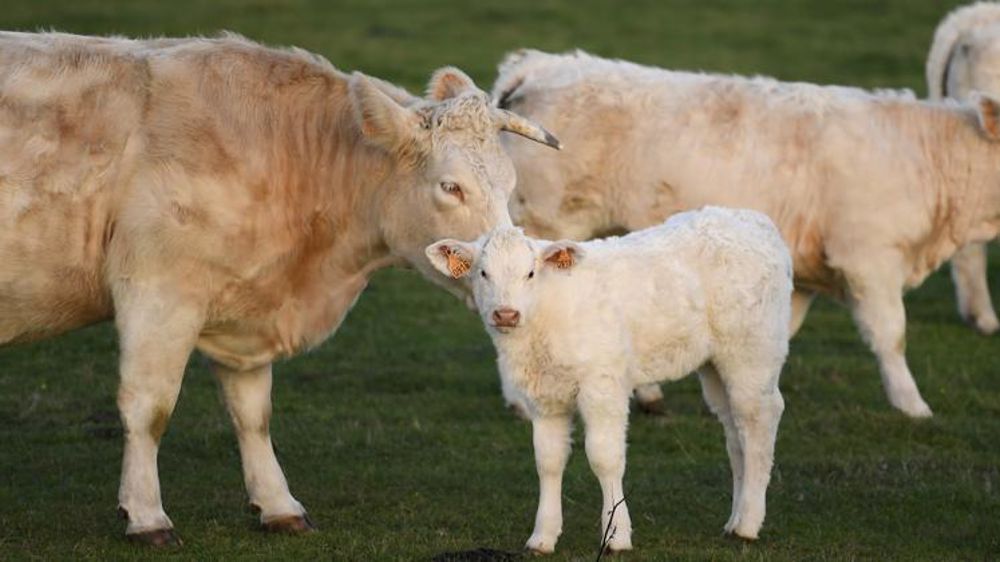 © Philippe Montigny